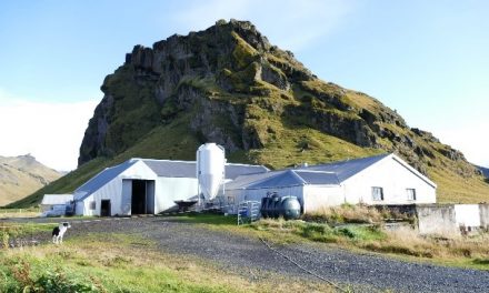 Stages à l’étranger, témoignages